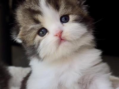 Prettyfold Baby 1 - Scottish Fold - Gallery Photo #1