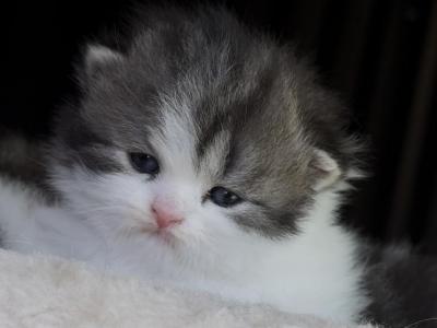 Prettyfold Baby 2 - Scottish Fold - Gallery Photo #1