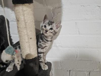 Silver Bengal Kitten - Bengal - Gallery Photo #1