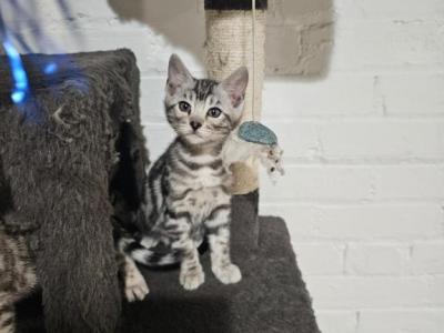 Bengal Kittens Michigan - Bengal - Gallery Photo #1