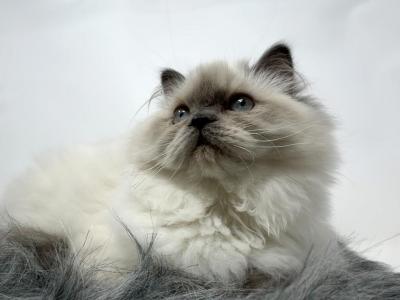 Blue Point Himalayan - Himalayan - Gallery Photo #1