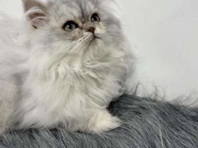 Shaded Silver Persian - Persian - Gallery Photo #1