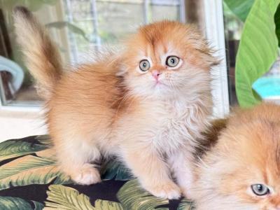 Scottish Fold Golden Longhair Female - Scottish Fold - Gallery Photo #1