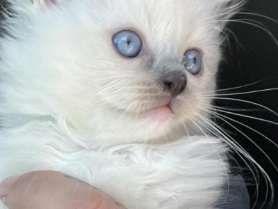 Red Collar Ragdoll Kats Ravishing Ragdolls - Ragdoll - Gallery Photo #1