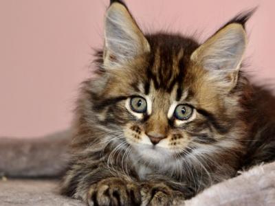 Maine Coon Female - Maine Coon - Gallery Photo #1