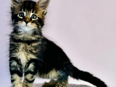 Maine Coon - Maine Coon - Gallery Photo #1