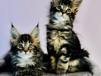 MC Kittens - Maine Coon - Gallery Photo #1