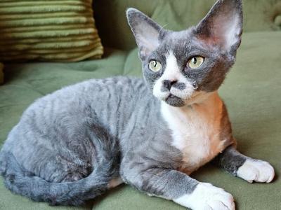 Akira - Devon Rex - Gallery Photo #1