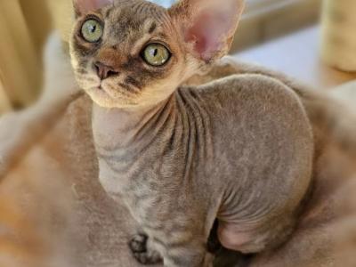 Alton - Devon Rex - Gallery Photo #1