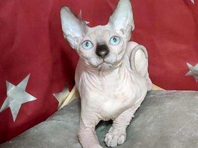 Oscar Canadian Sphynx Male Black Mink - Sphynx - Gallery Photo #1