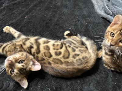 Sheba Kittens - Bengal - Gallery Photo #1