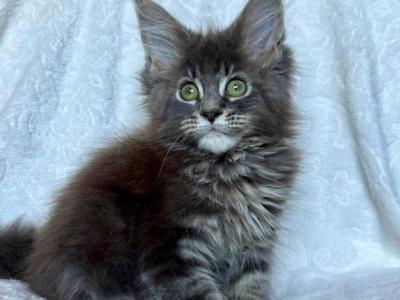 Malvina Maine Coon Female Blue Tabby - Maine Coon - Gallery Photo #1