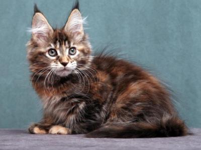 Jane Maine Coon Female Black Tortie Tabby - Maine Coon - Gallery Photo #1