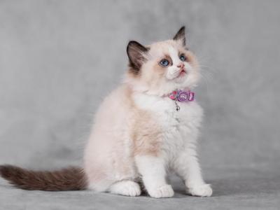 Ida Ragdoll Female Seal Bicolour - Ragdoll - Gallery Photo #1