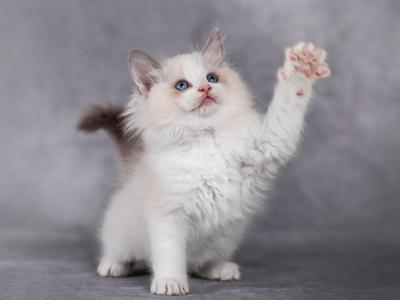 Izmir Ragdoll Male Blue Bicolour - Ragdoll - Gallery Photo #1