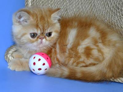 Ferrari Exotic Male Red Tabby - Exotic - Gallery Photo #1