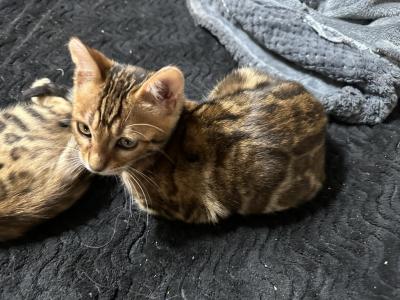 Sheba - Bengal - Gallery Photo #1