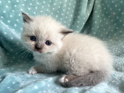 British Shorthair Seal Point  Female - British Shorthair - Gallery Photo #1