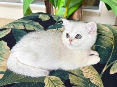 British Shorthair Silver Chinchilla  Female - British Shorthair - Gallery Photo #1