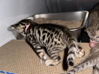 Nyx Pink Collar - Bengal - Gallery Photo #1