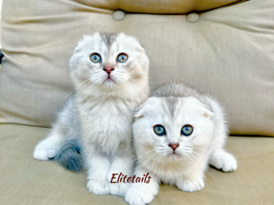 Scottish Fold Chinchilla Kittens - Scottish Fold - Gallery Photo #1