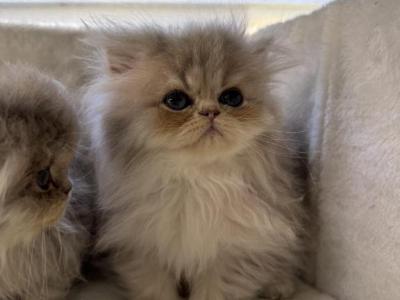 Blue Golden Persians - Persian - Gallery Photo #1