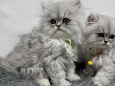 Shaded Silver Persian Male - Persian - Gallery Photo #1