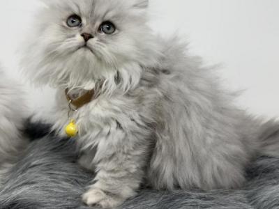 Male Shaded Silver Persian - Persian - Gallery Photo #1