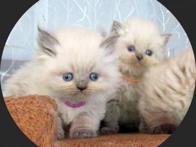 Himalayan Xanadu's Fall Kittens - Himalayan - Gallery Photo #1