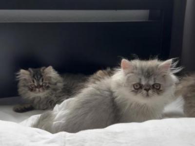 Persian Himalayan - Persian - Gallery Photo #1