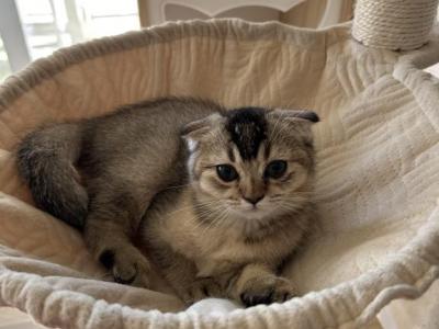 Leo - Scottish Fold - Gallery Photo #1