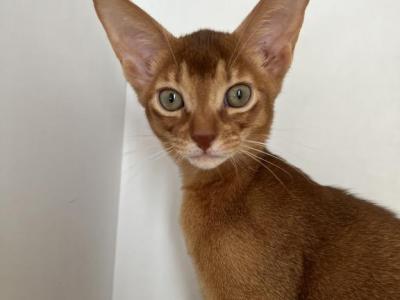 Molly - Abyssinian - Gallery Photo #1