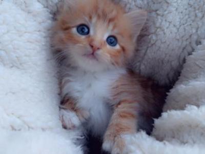 Sweet And Super Cute Orange Kitty - Polydactyl - Gallery Photo #1