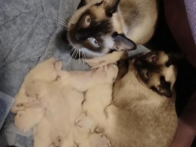 Autumnal Equinox Babies - Siamese - Gallery Photo #1