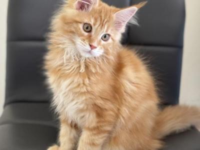 Nevada - Maine Coon - Gallery Photo #1