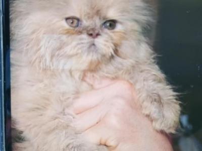 CFA Rare Lilac Cream Persian - Persian - Gallery Photo #1