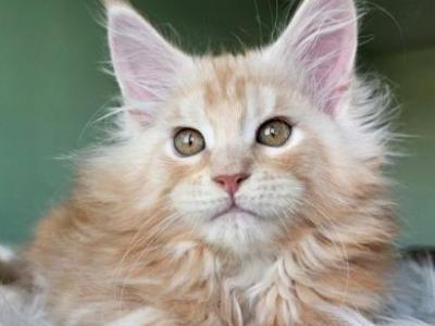 Zlata - Maine Coon - Gallery Photo #1