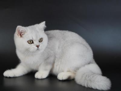 Litter F11 - British Shorthair - Gallery Photo #1