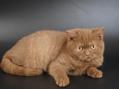 C11 - Selkirk Rex - Gallery Photo #1