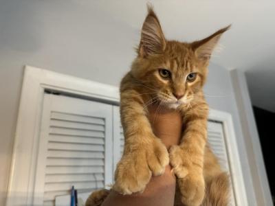 Carrot - Maine Coon - Gallery Photo #1