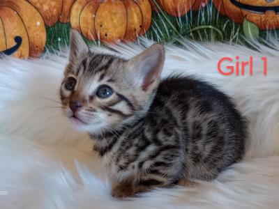 Mattie's Girl 1 - Bengal - Gallery Photo #1