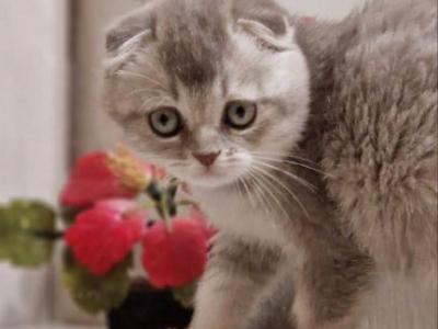 Simona - Scottish Fold - Gallery Photo #1