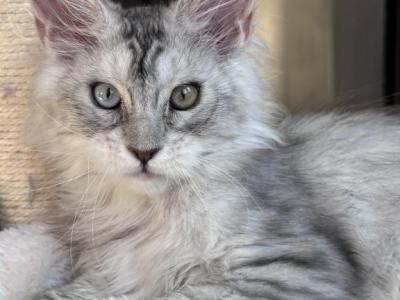 Jasper Odd Eyed - Maine Coon - Gallery Photo #1