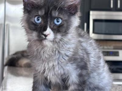 Iceberg Blue Eyed - Maine Coon - Gallery Photo #1