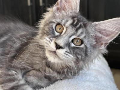 Jack - Maine Coon - Gallery Photo #1