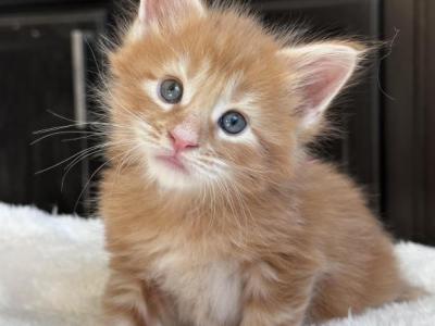 Litter K - Maine Coon - Gallery Photo #1