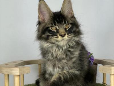 Flint - Maine Coon - Gallery Photo #1