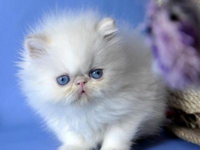 Leroy - Persian - Gallery Photo #1