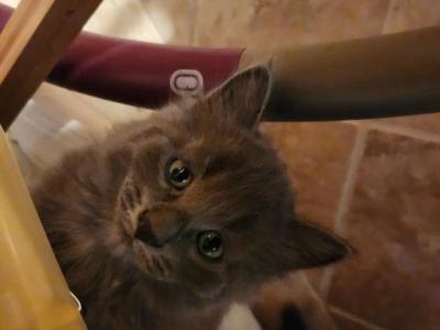 Kittens - Domestic - Gallery Photo #1