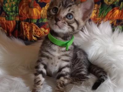 Mattie's Male 3 - Bengal - Gallery Photo #1